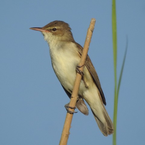 A photograph of a Basra reed warbler in its natural freshwater habitat.