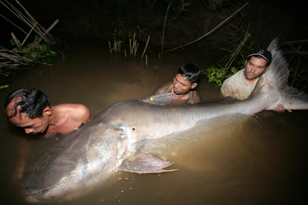 A photograph of three men partially submerged holding a Mekong giant catfish - rivers important.