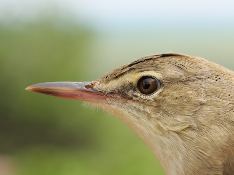 A photograph of a Basra reed warbler in its natural freshwater habitat.