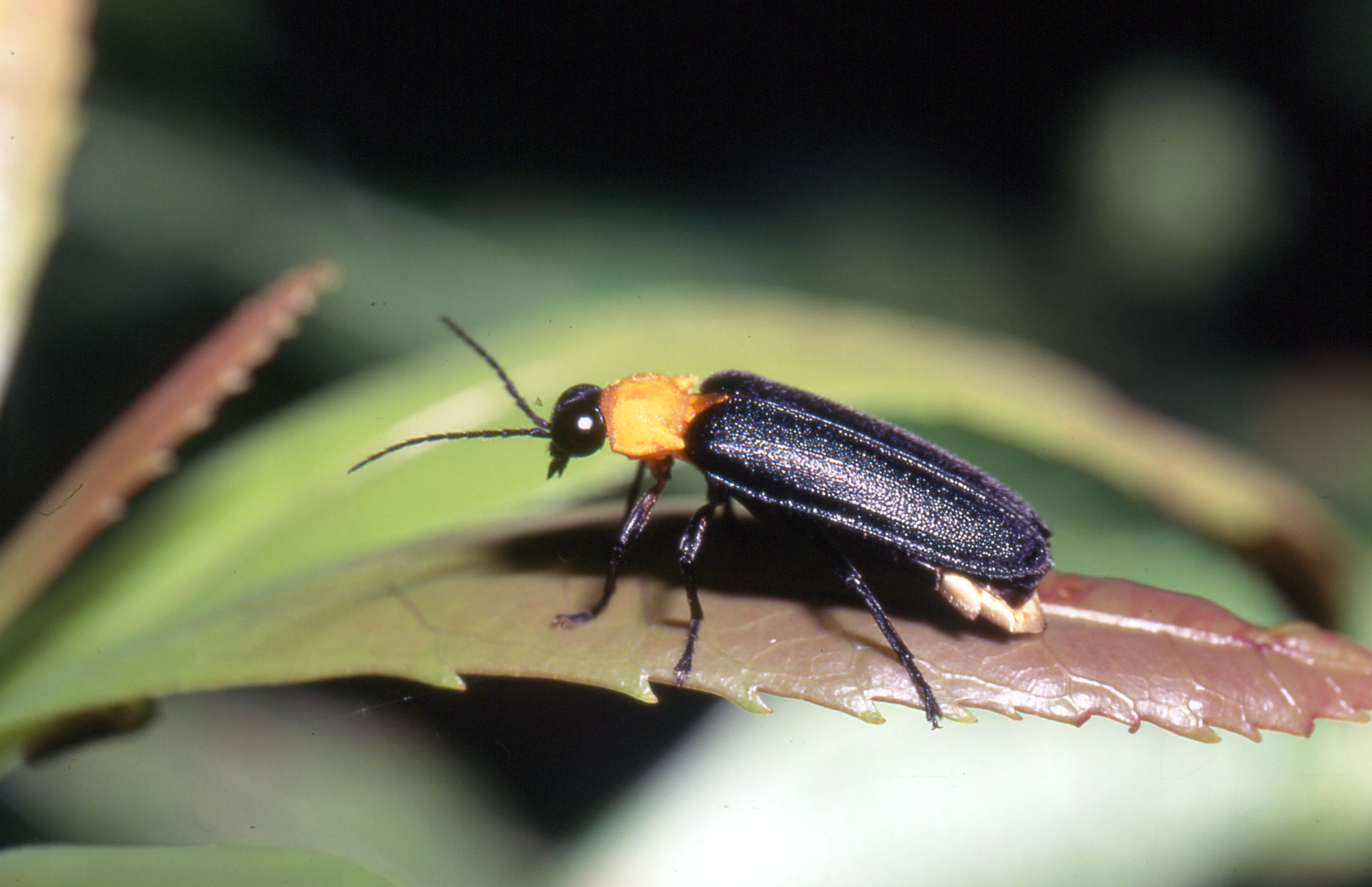 A photograph of Kumejima firefly.