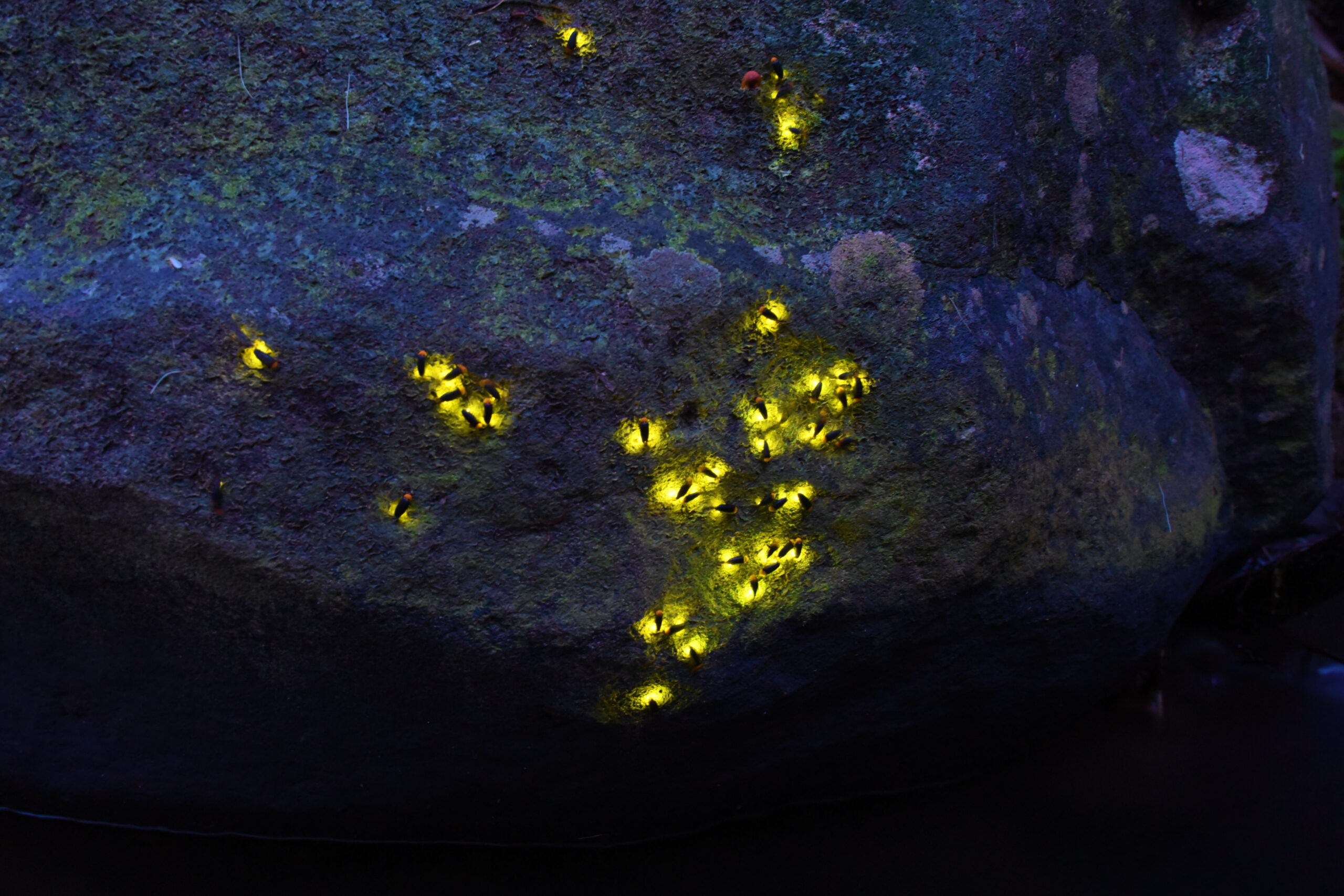 A photograph of a group of lit up Kumejima fireflys.