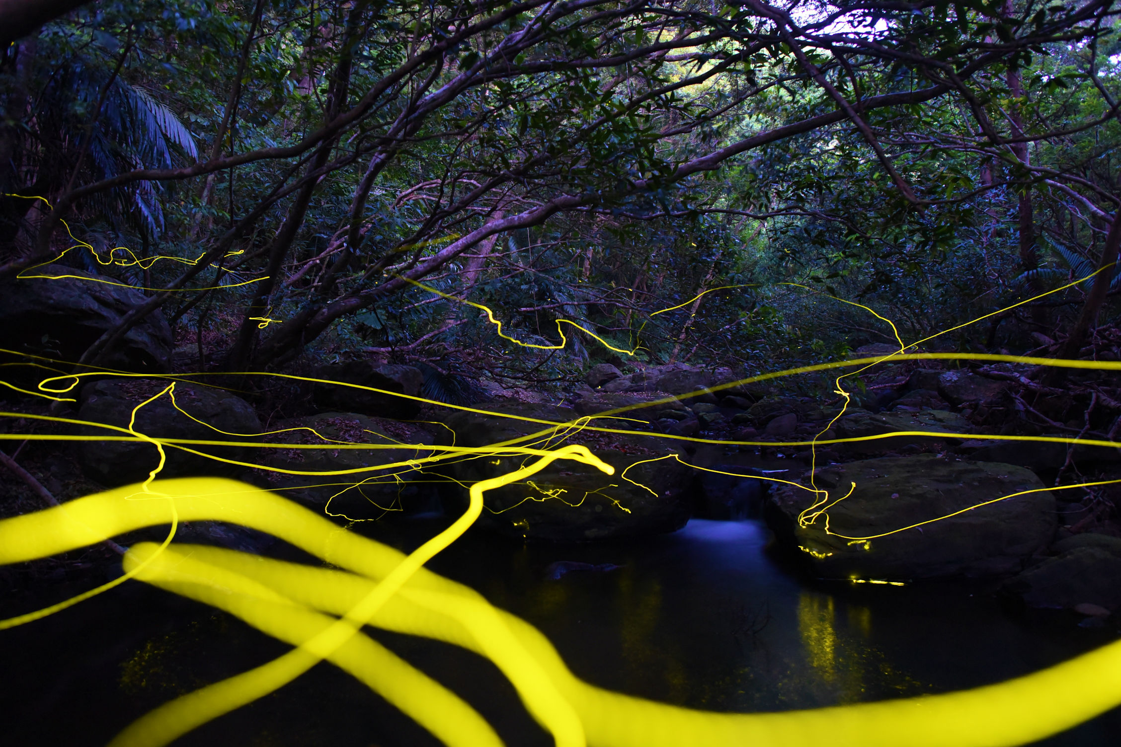 A photograph of Kumejima firefly in a forest, leaving bright yellow streaks across the image.