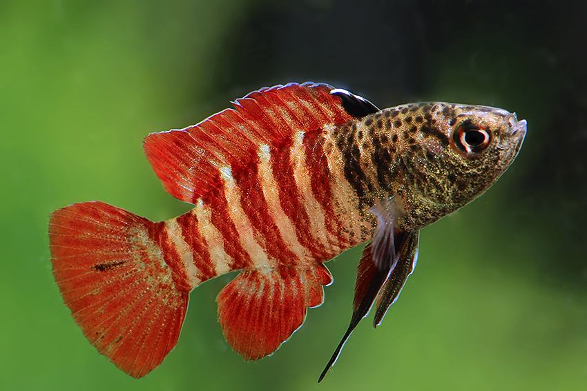 A photograph of a fish with a black head and a red and white striped body, one of the new species featured in the report.
