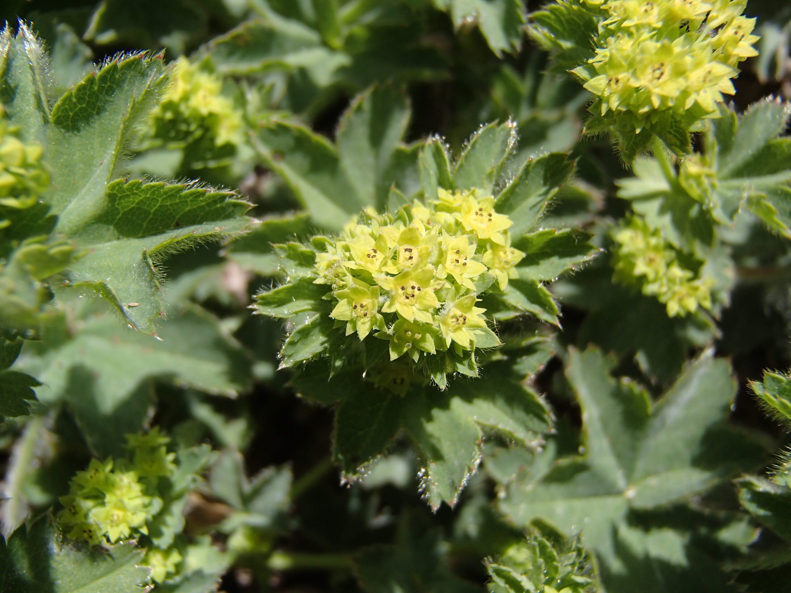 A photograph of the Diadem lady’s mantle plant, green spiky leaves in a star shape.