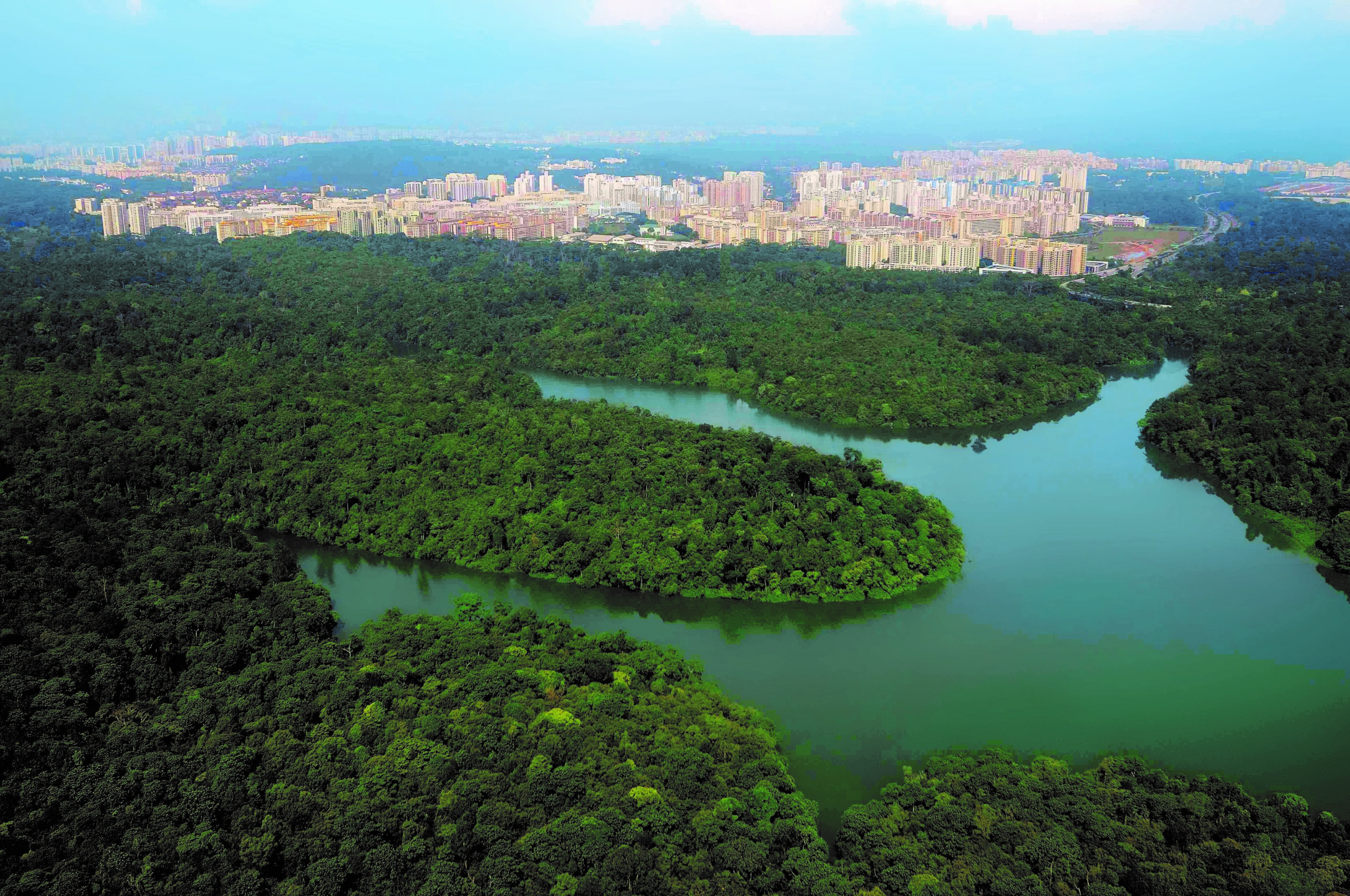 A photograph of the Central Catchment Nature Reserve, home to the Keli bladefin catfish, the only Critically Endangered freshwater fish species in Singapore.