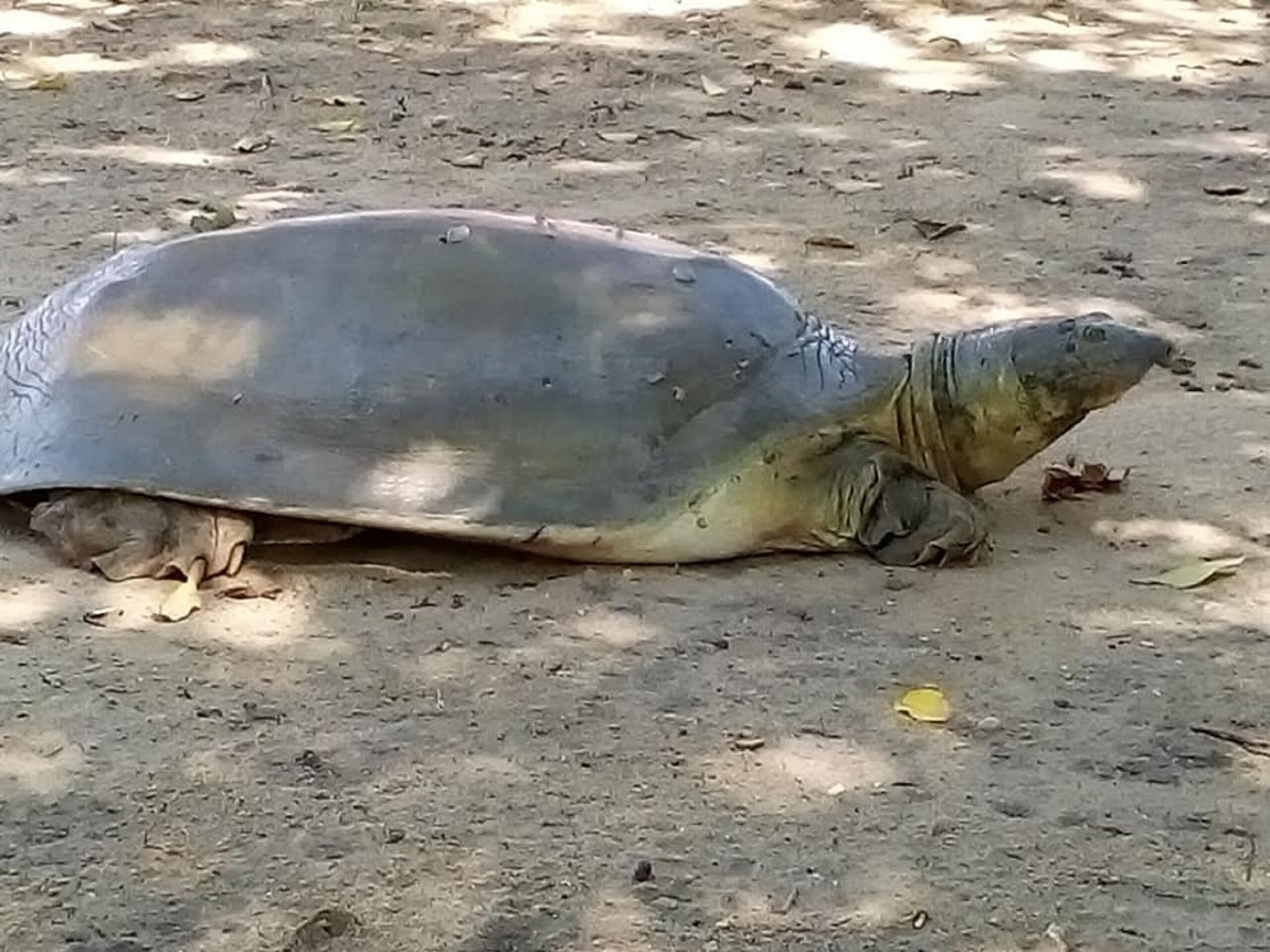 A photograph of the Nubian flapshell turtle, a large grey-brown smooth turtle, in the wild.