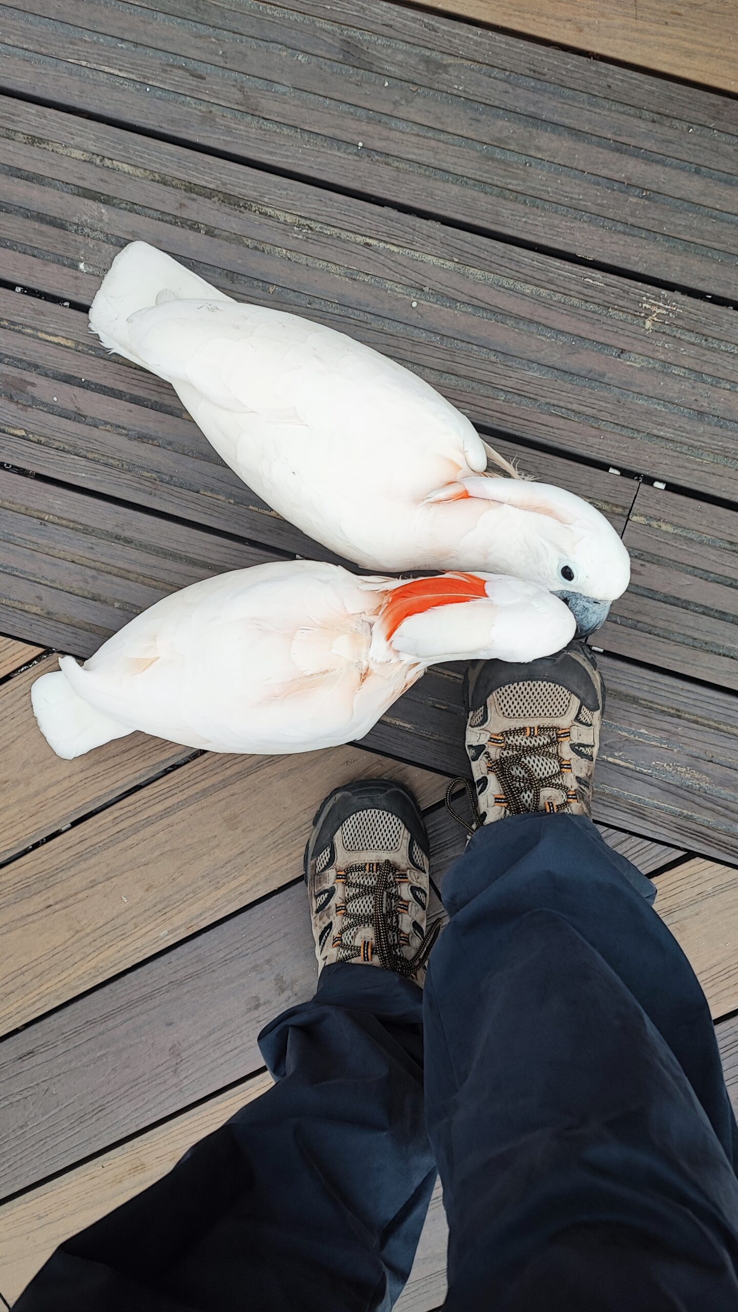 Two cockatoos, white with orange crest, pecking a brown shoe. Conservation southeast asia. Credit: Mike Baltzer
