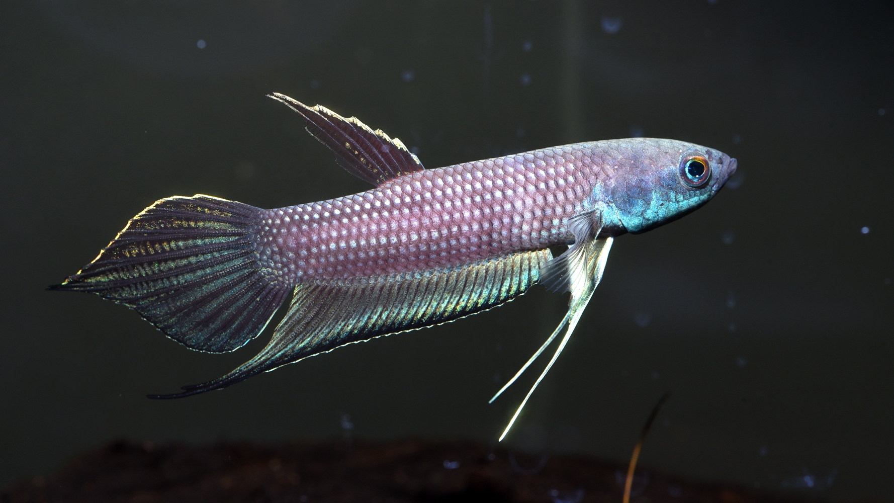A photograph of a purple, blue and black iridescent fish. Betta cracens is a peat swamp forest freshwater fish species from Indonesia, identified to have high potential for successful ex situ conservation Freshwater conservation Southeast Asia.