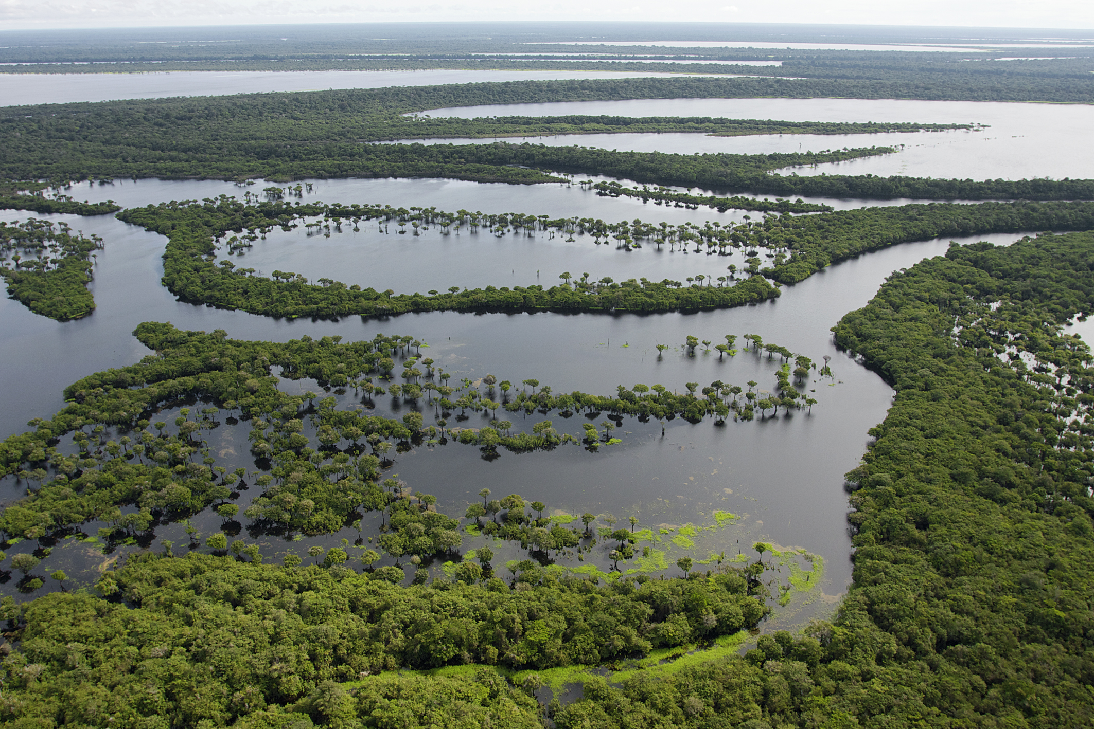 Archipelago Anavilhanas, State of Amazonas, Brazil