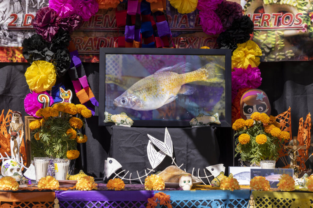 A photograph of a very colourful Day of the Dead display in Mexico, with a picture of a fish in the centre.