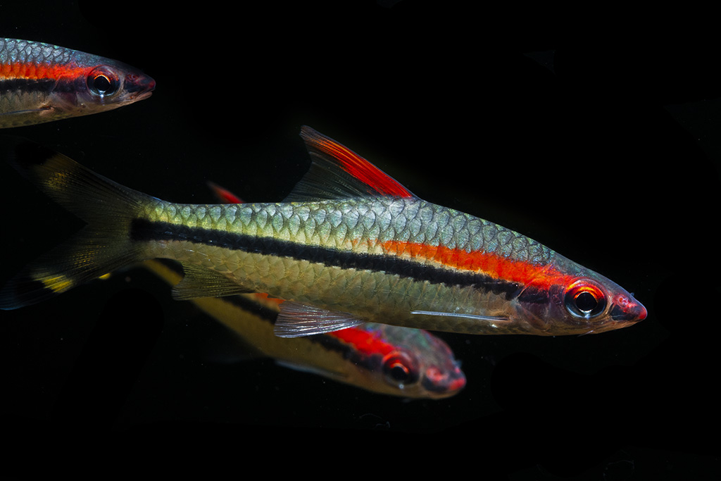 A photograph of the Denison’s barb in it's natural habitat. The Denison’s barb is a small pale golden fish with a black and red stripe.