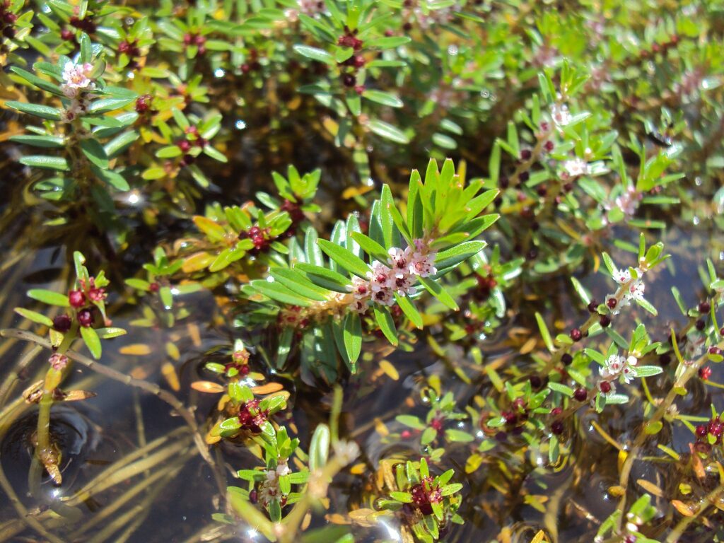 A photograph of malabar rotala, a freshwater plant with lots of small, long and thin green leaves and small red and pink flowers.