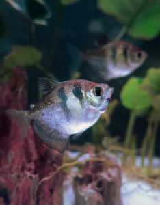 cofish-aquarium-1-_7iGd3xp8-unsplash