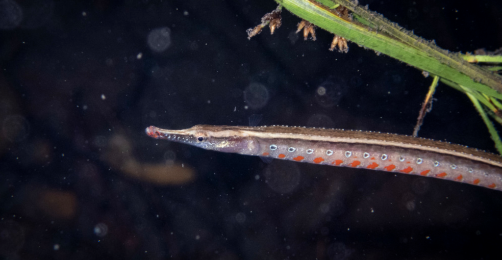 Dumbéa River pipefish