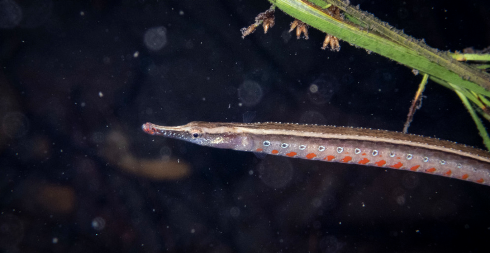 The Dumbéa River pipefish: a citizen science story