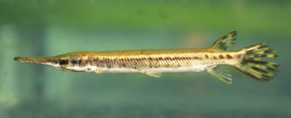 A juvenile Cuban Gar