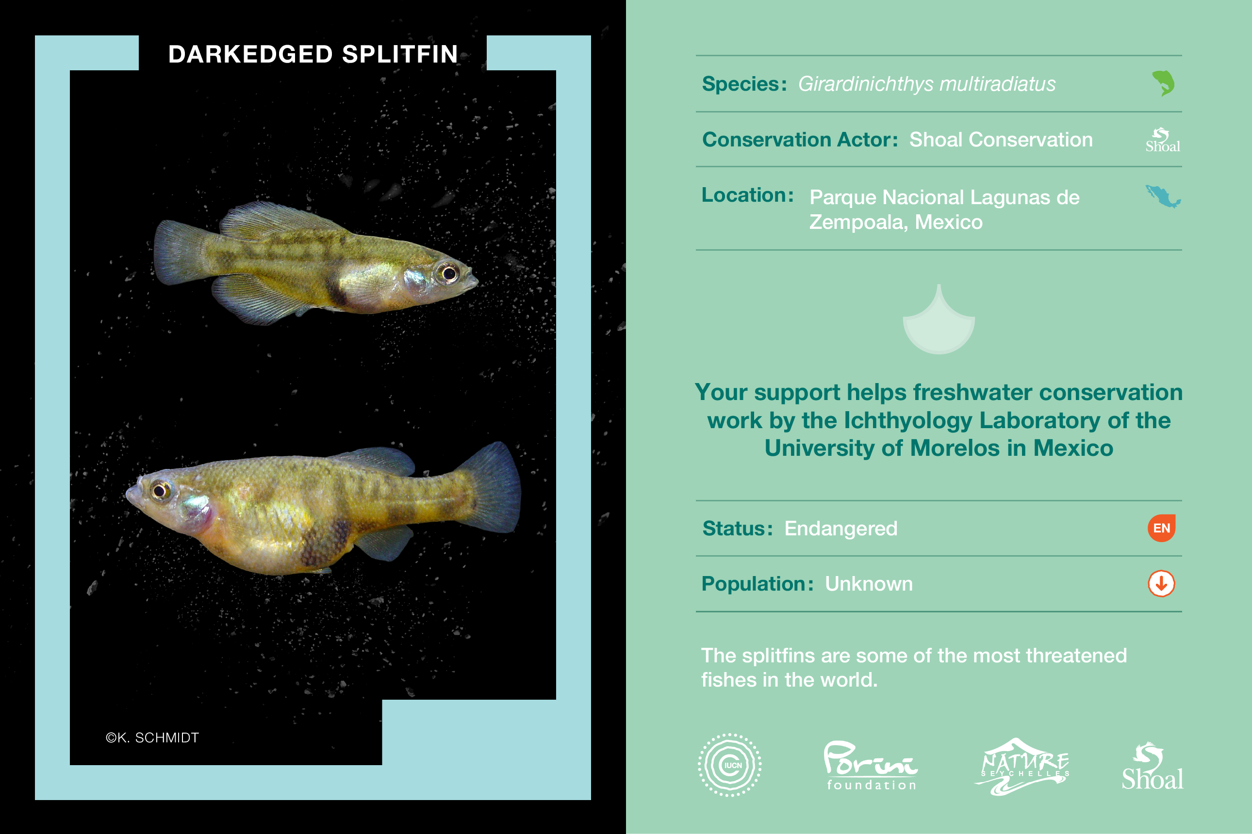 Shoal sponsored freshwater fish becomes world’s second #NatureCollectible or “digital species”
