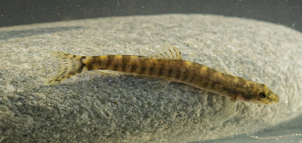 The Batman River loach (c) Rewild