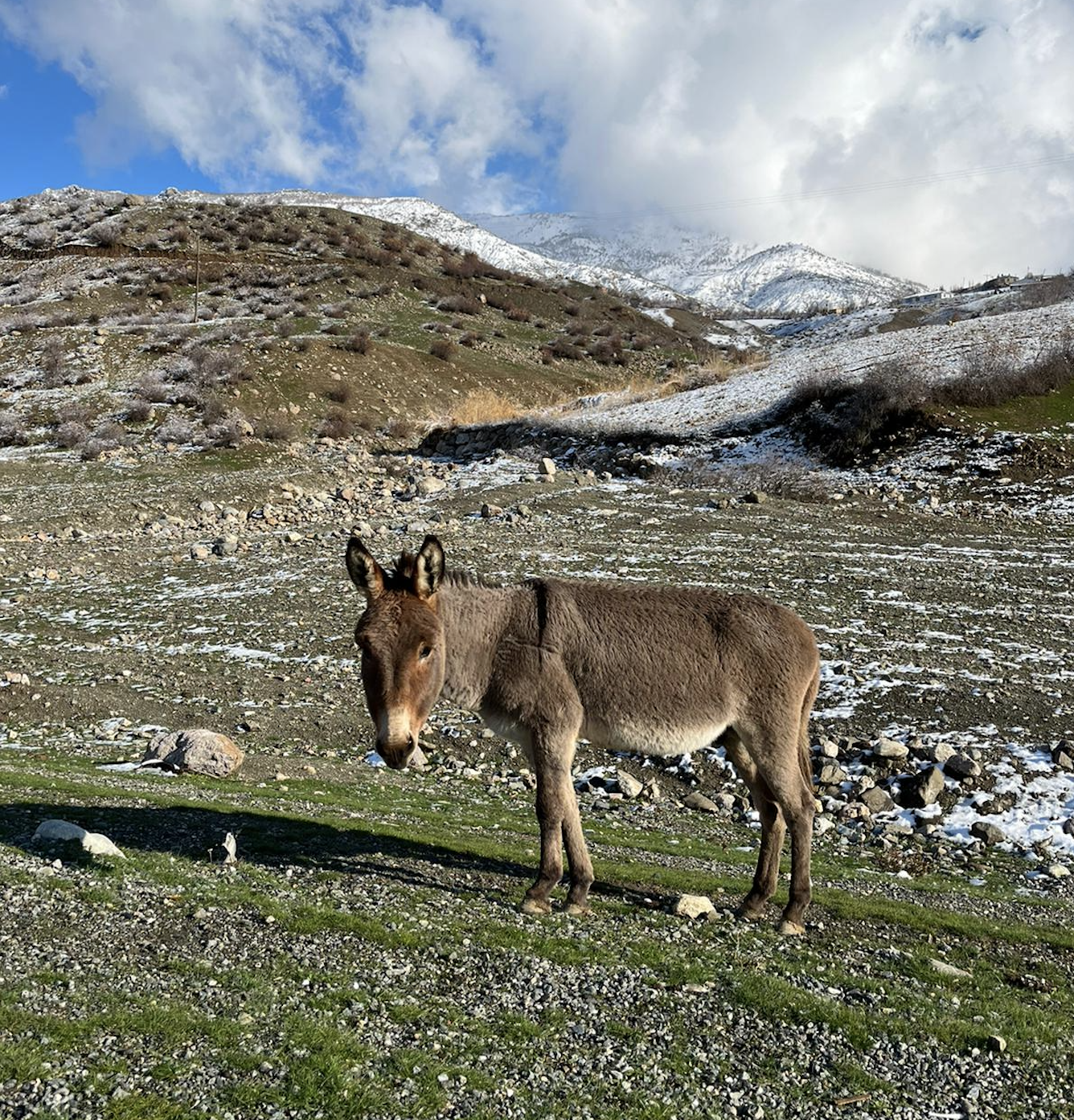 A local donkey (c) Münevver Oral