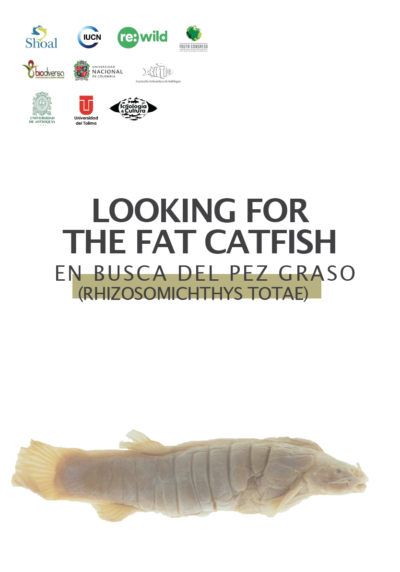 Ictiología y Cultura fat catfish report 1. 
