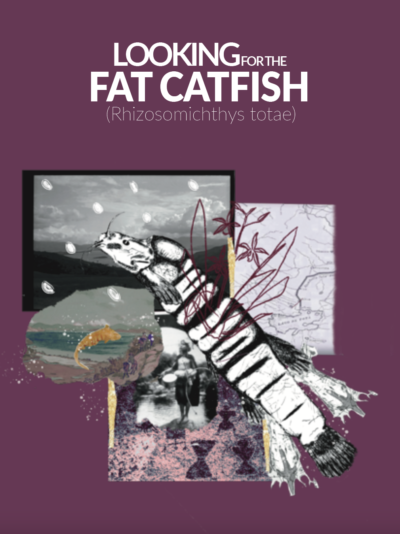 Fat catfish field work report