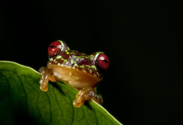 Copan brook frog © Robin Moore