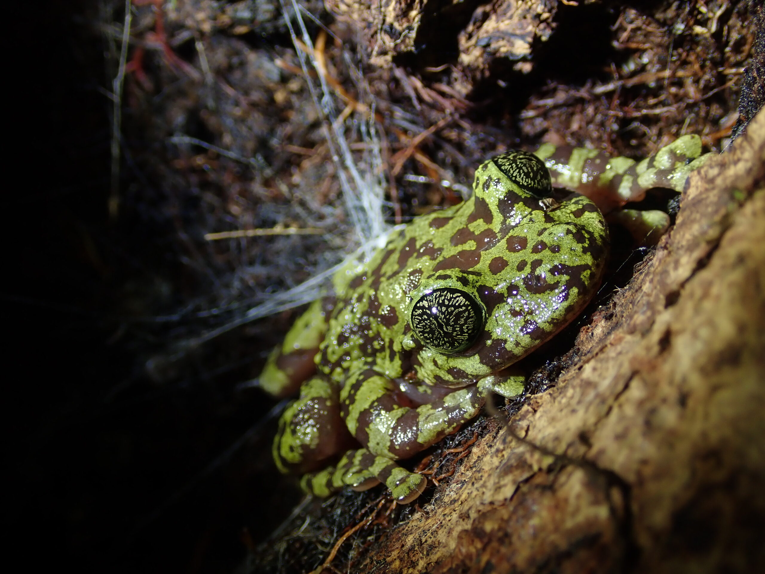 Photograph of the freshwater habitat of the adult Table Mountain ghost frog.
