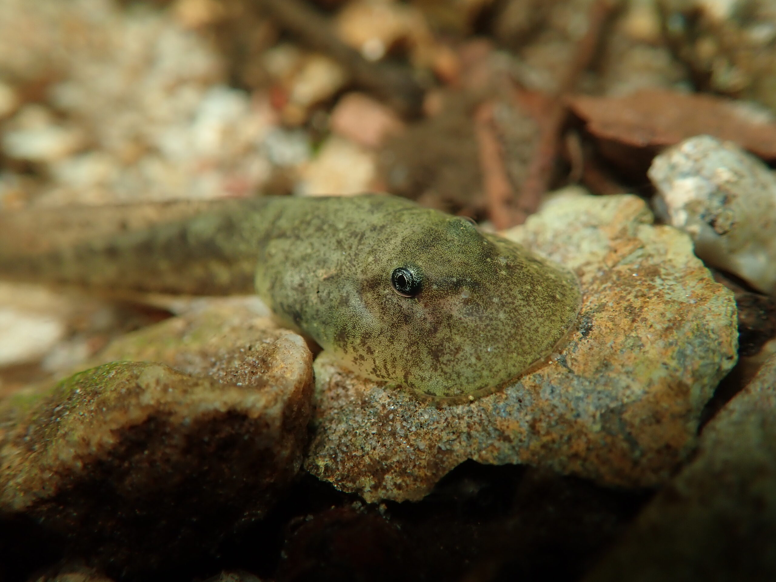 Photograph of juvenile Table Mountain ghost frog tadpole in its freshwater habitat.