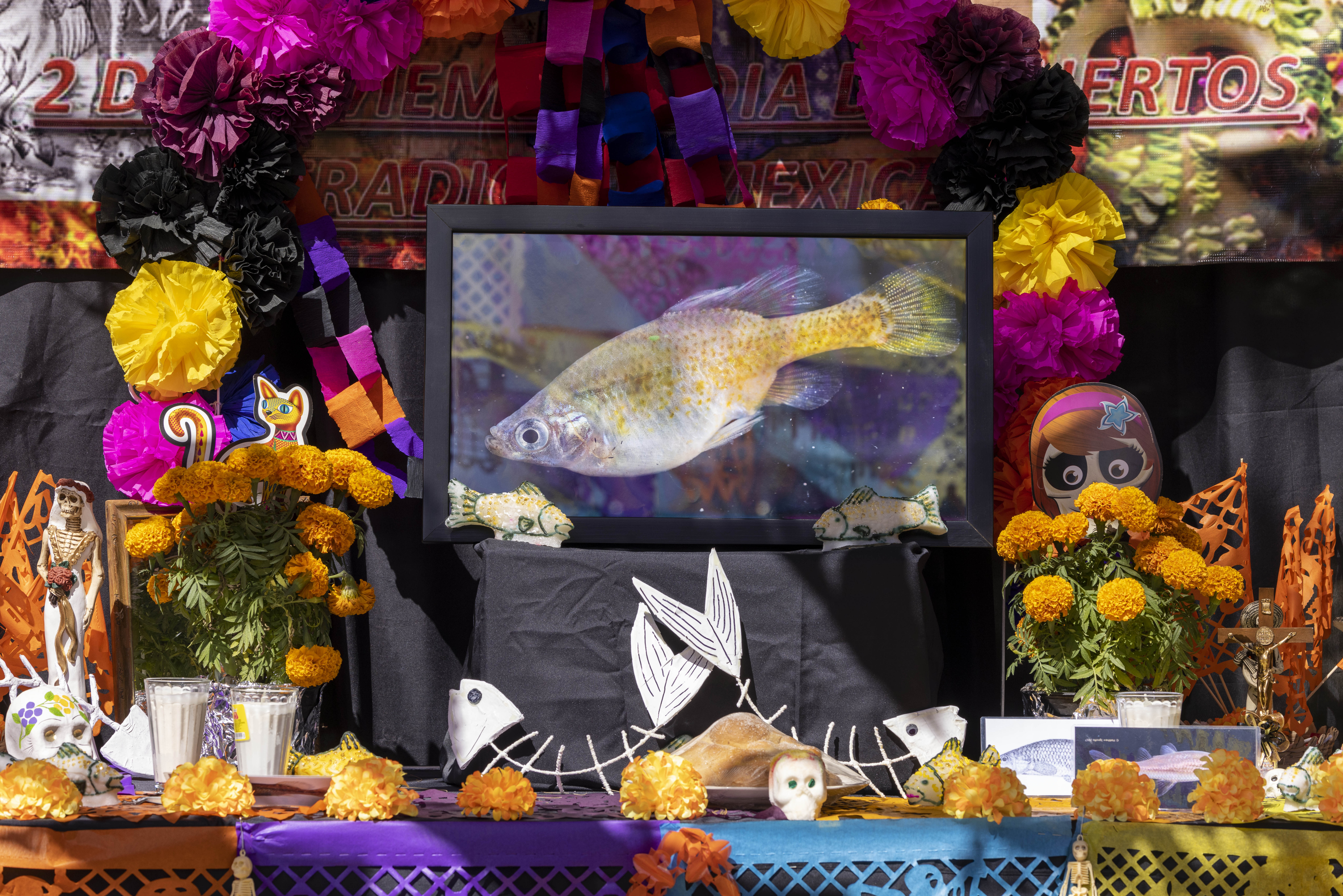 Day of the Dead, or Día de los Muertos celebrations in Mexico. A colourful altar dedicated to the golden skiffia. Credit Manfred Meiners.