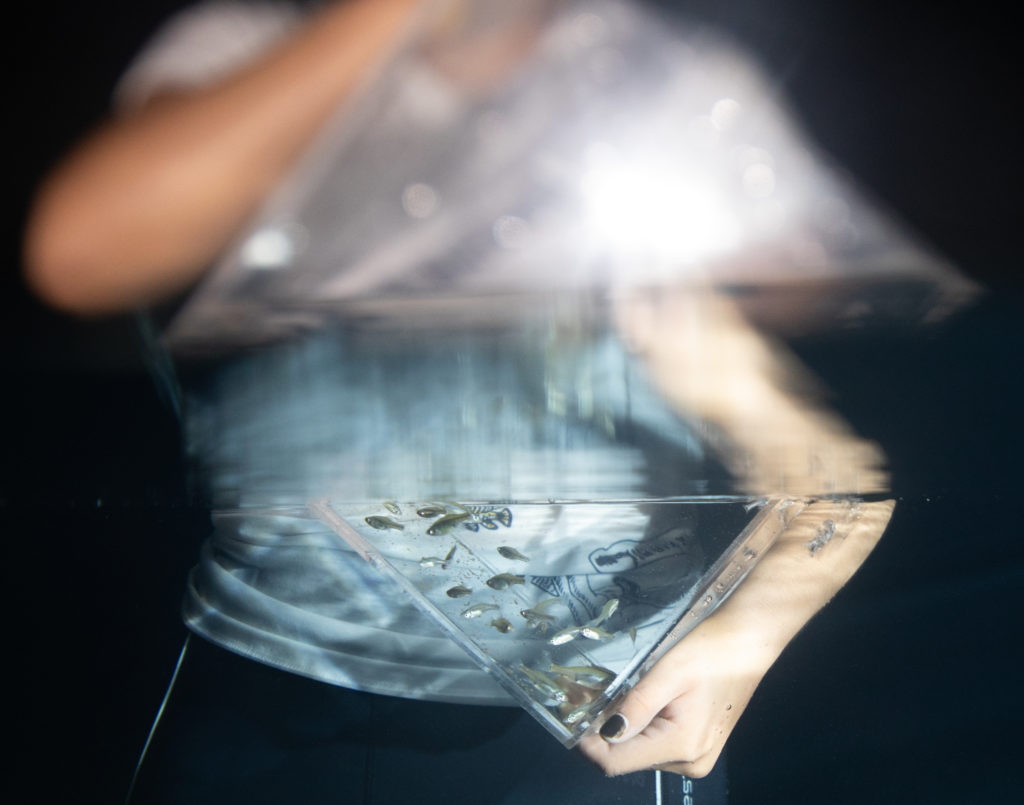 A photograph of a small tank of bred-in-captivity golden skiffia partially submerged in water. Credit Manfred Meiners.