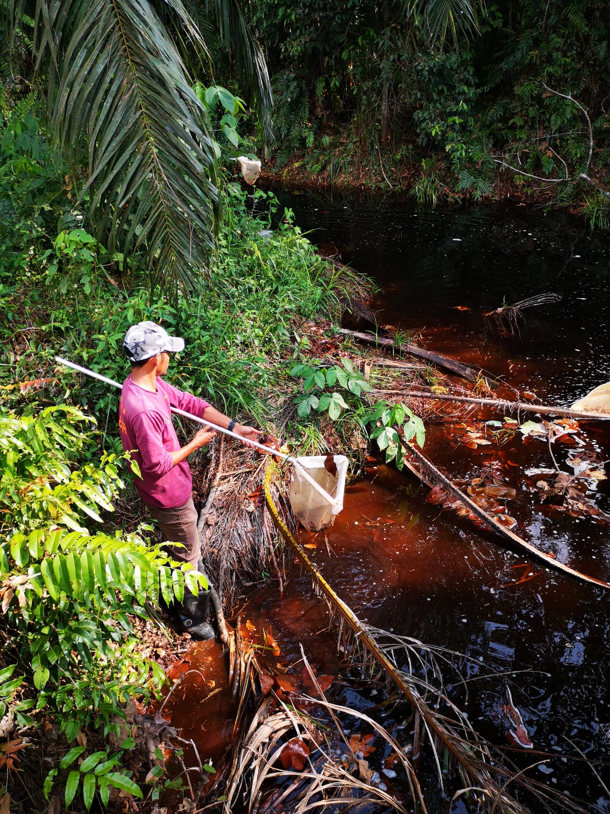 A photograph of a man with a net in a freshwater peat swamp forest in Southeast Asia.