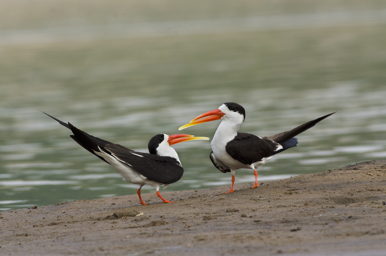 A photograph of the Indian Skimmer.
