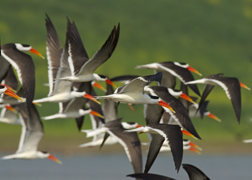 A photograph of the Indian Skimmer.