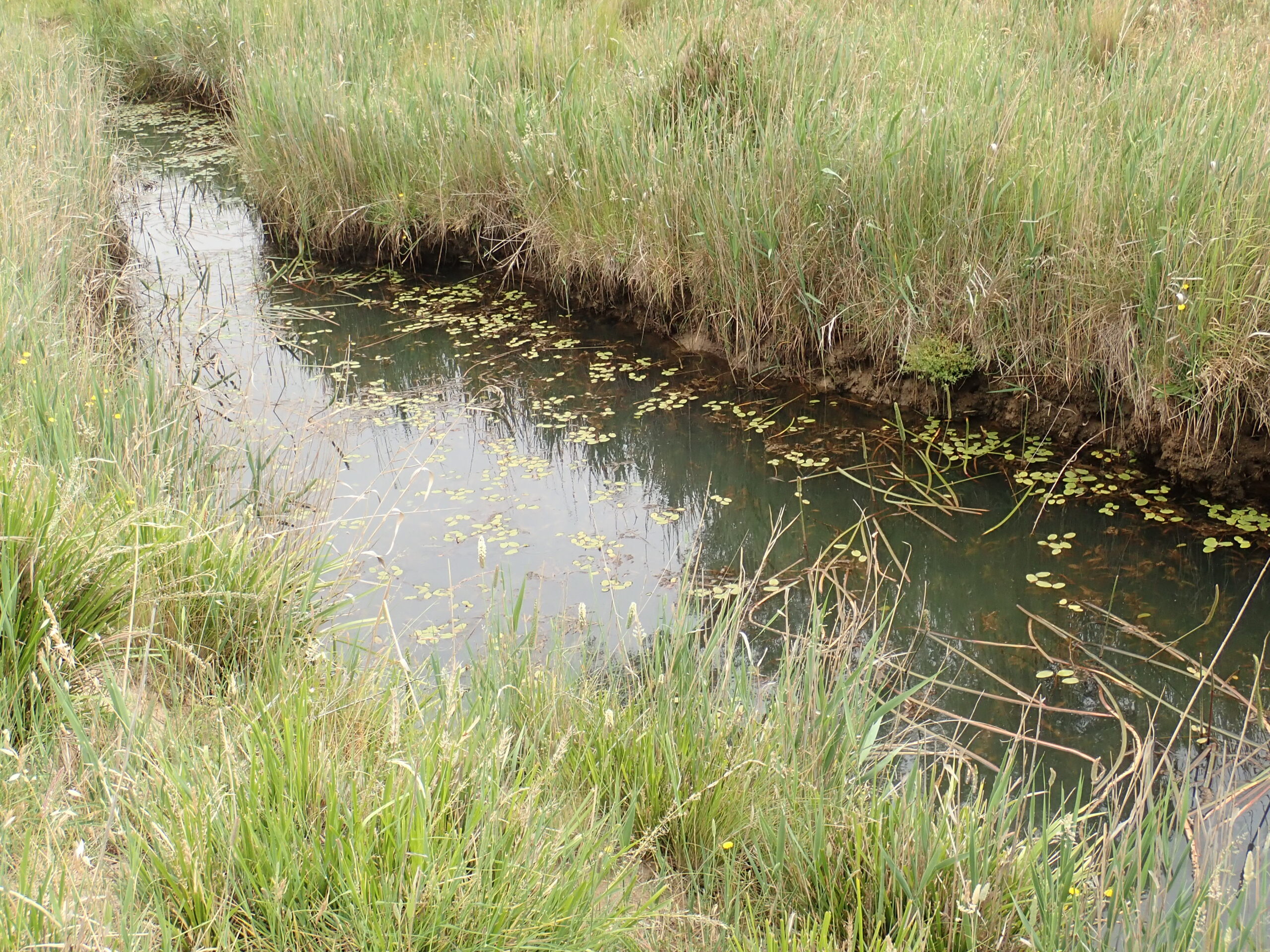 A photograph of Urumwalla Creek, habitat of Hypseleotris gymnocephla, discovered by Christine Thacker.