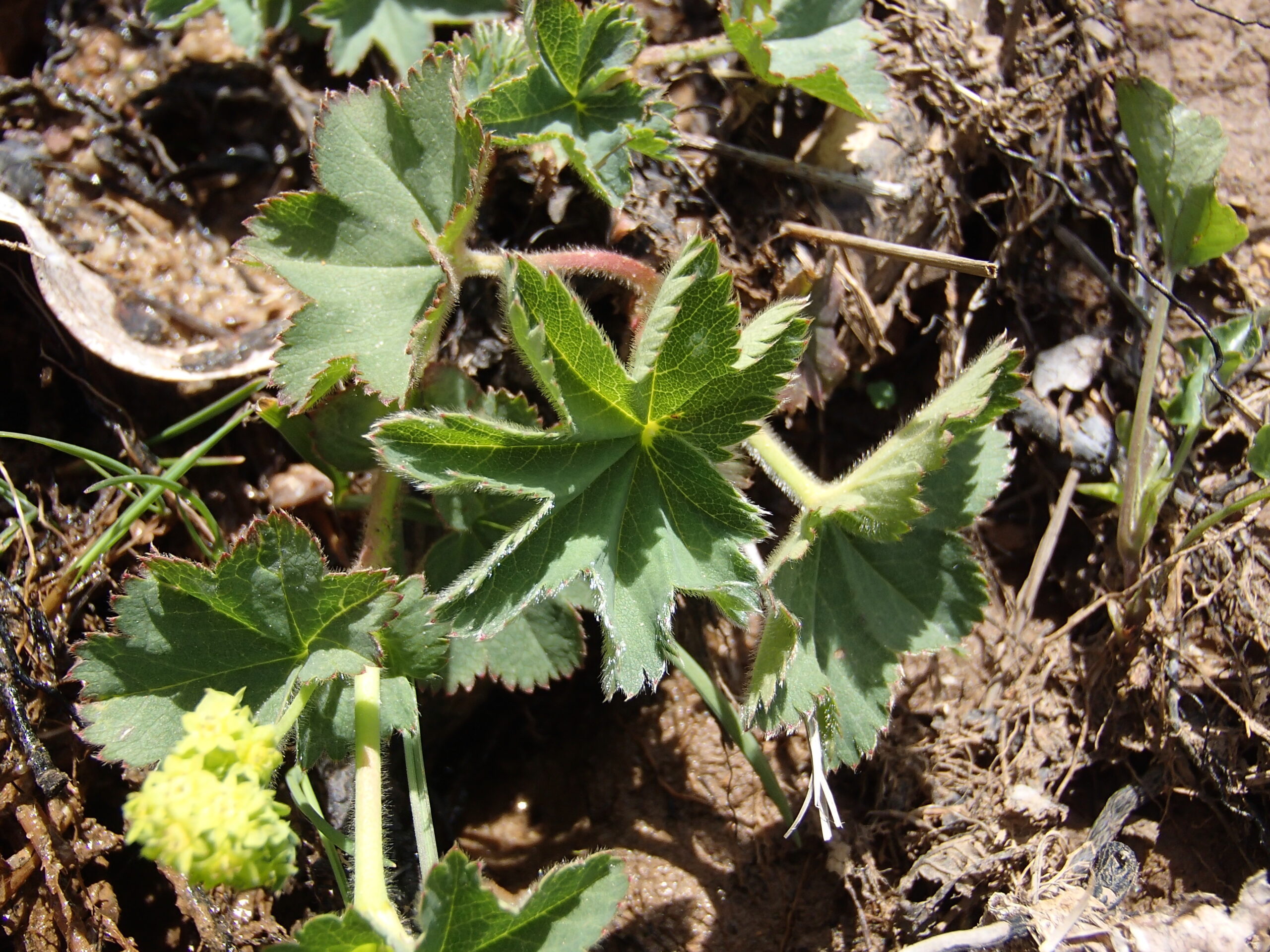 A photograph of the Diadem lady’s mantle plant, green spiky leaves in a star shape.