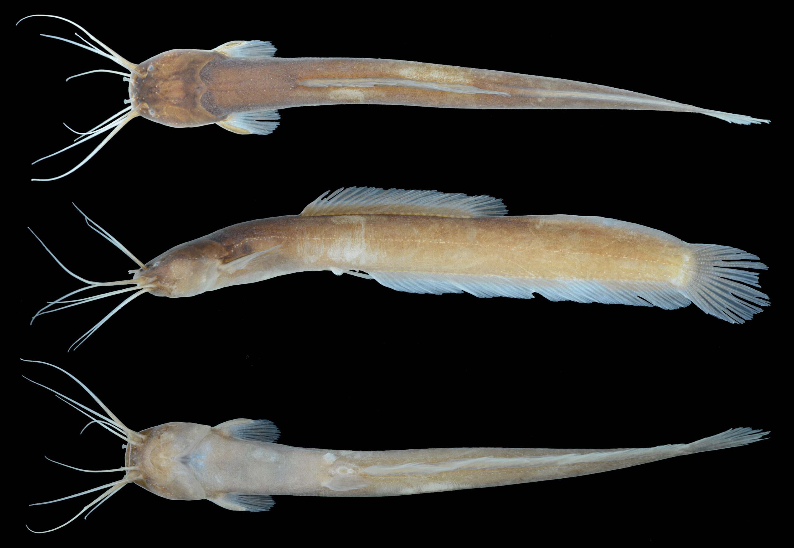 A photograph of the keli bladefin catfish specimen from three different sides, in a lab environment.