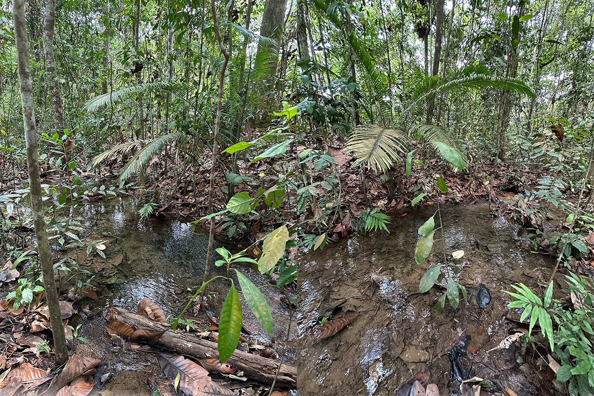 A photograph of the Central Catchment Nature Reserve, home to the Keli bladefin catfish, the only Critically Endangered freshwater fish species in Singapore.