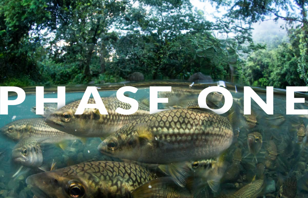 SHOAL Phase One report cover