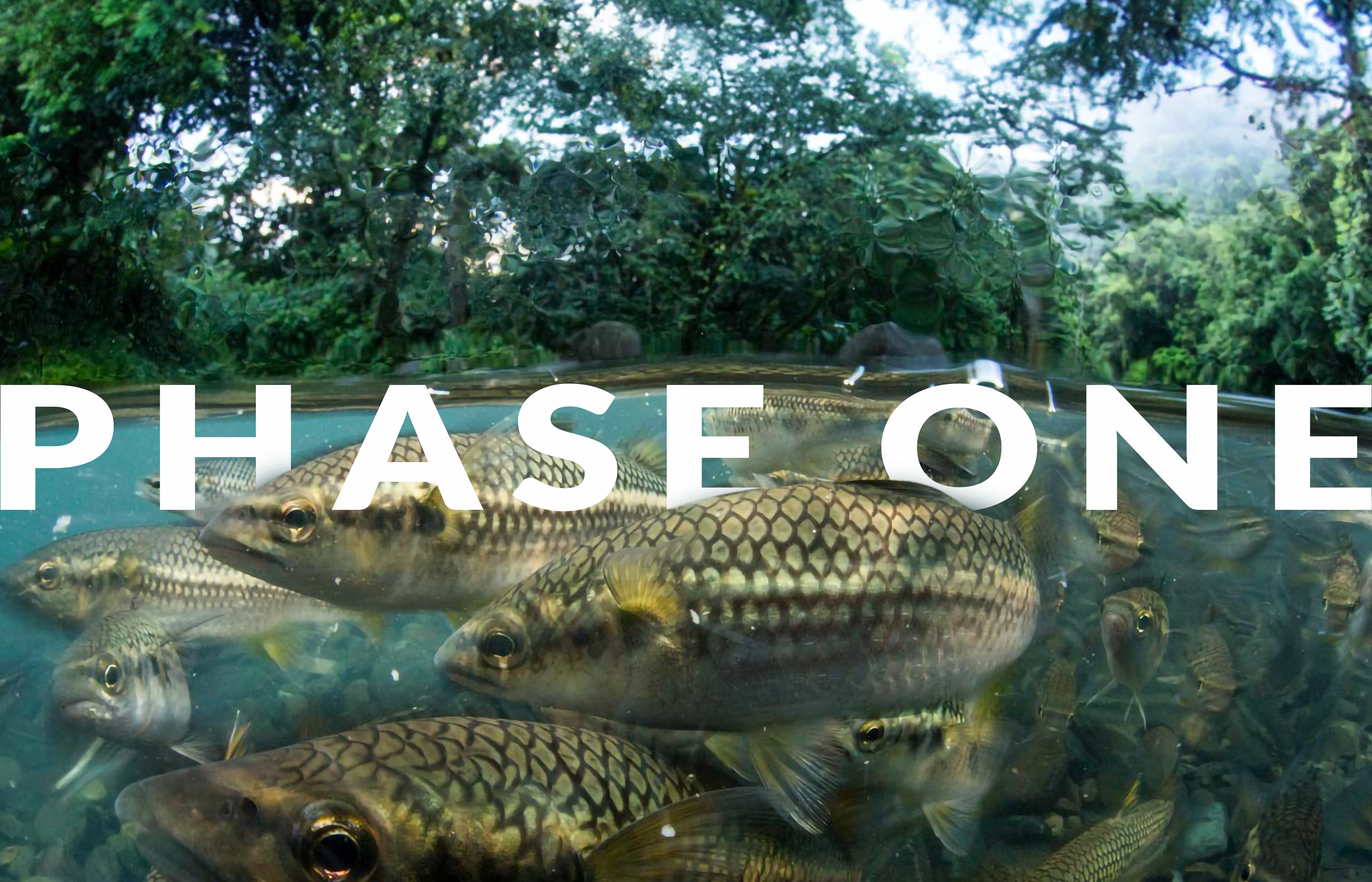 SHOAL Phase One report released
