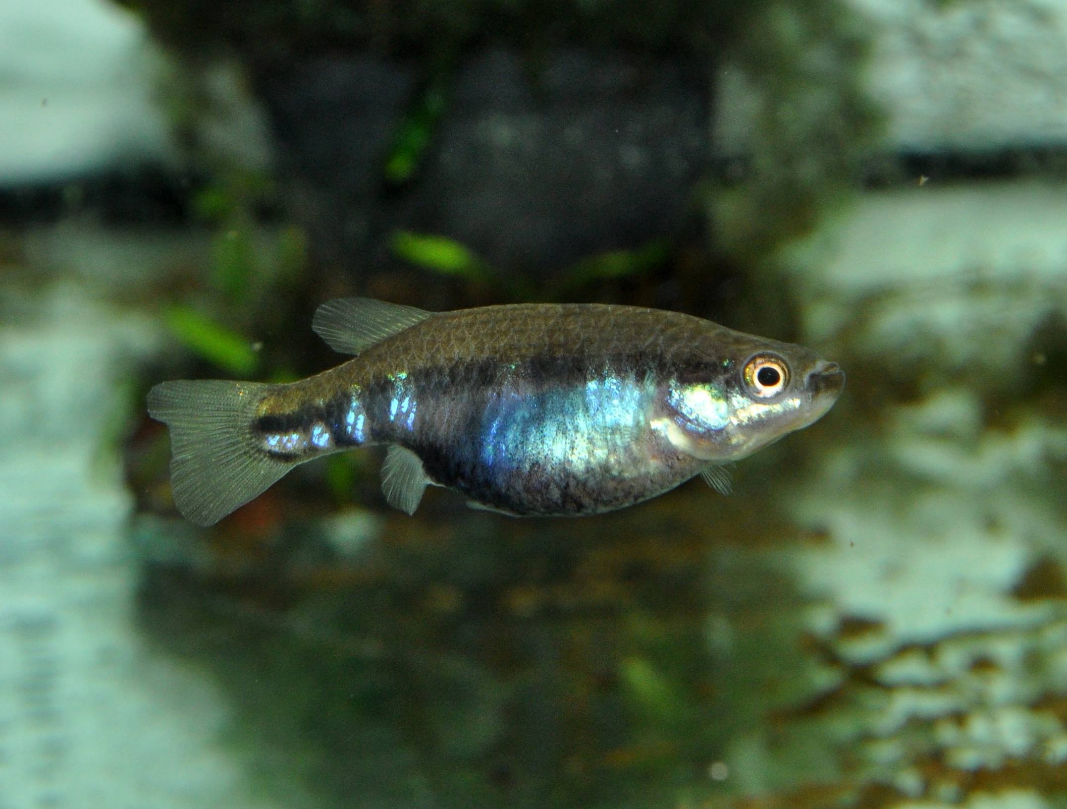 A photograph of a purple, blue and black iridescent fish. Betta cracens is a peat swamp forest freshwater fish species from Indonesia, identified to have high potential for successful ex situ conservation Freshwater conservation Southeast Asia.