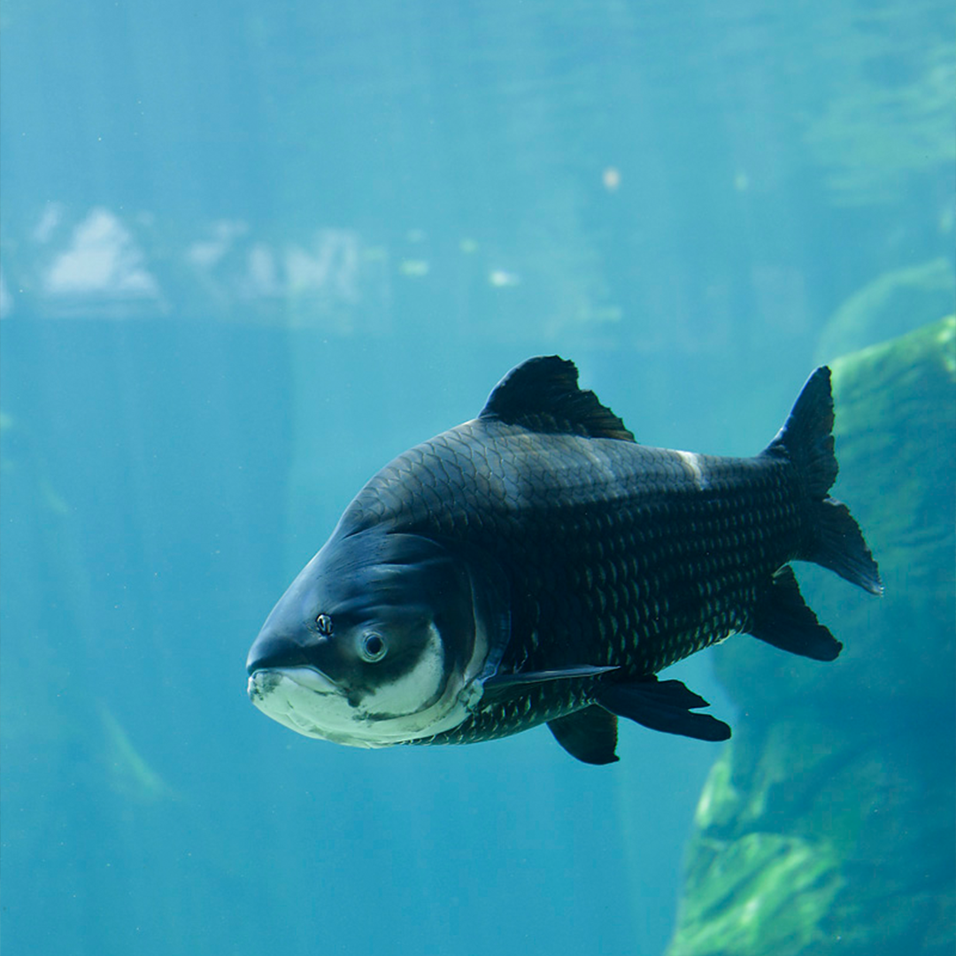 A photograph of a big grey fish underwater.