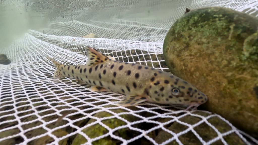 Photograph of a leopard spotted fish on a net underwater.