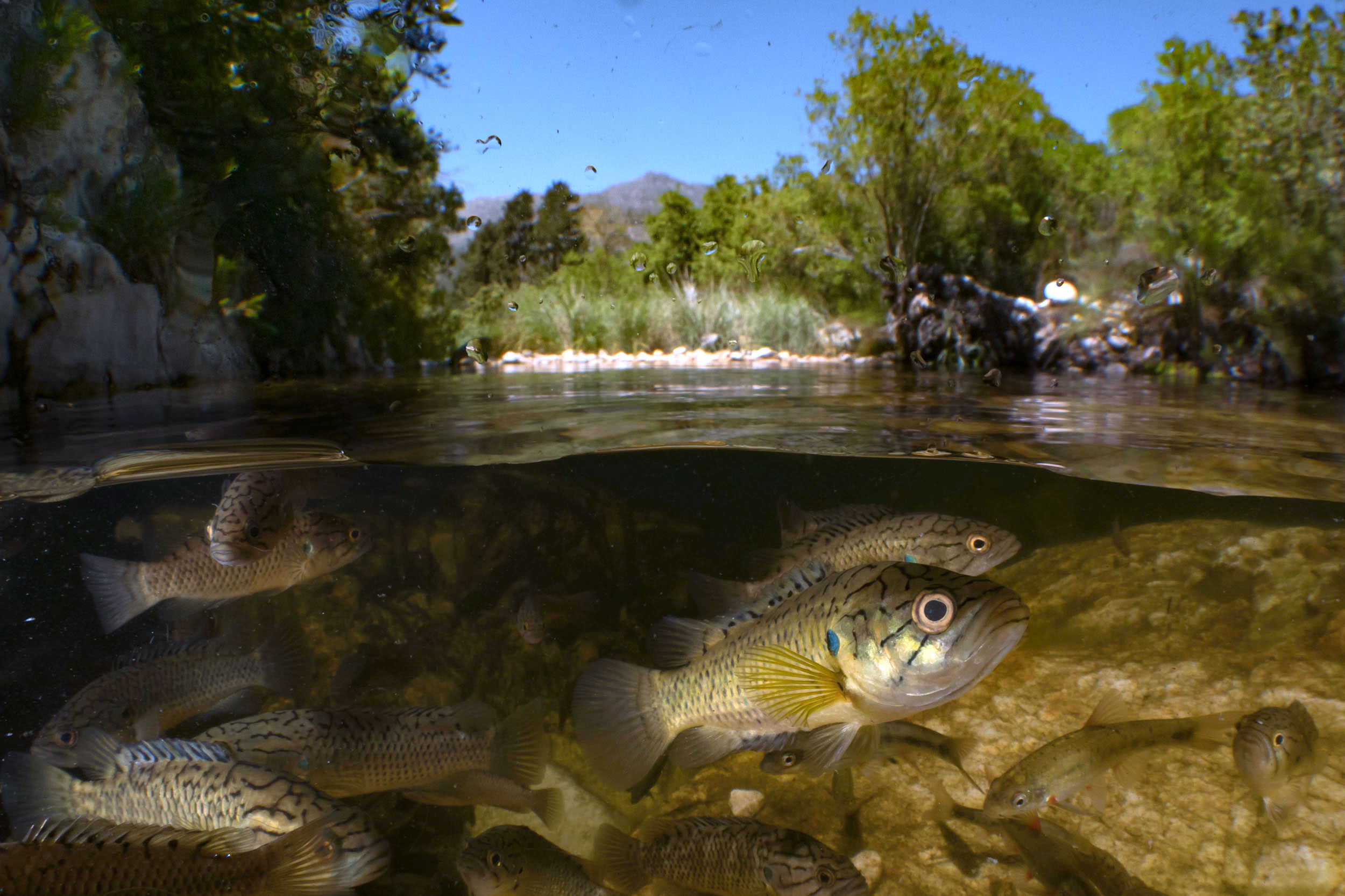 A photograph taken half above water and half below, with a shoal of brown fish under the water.