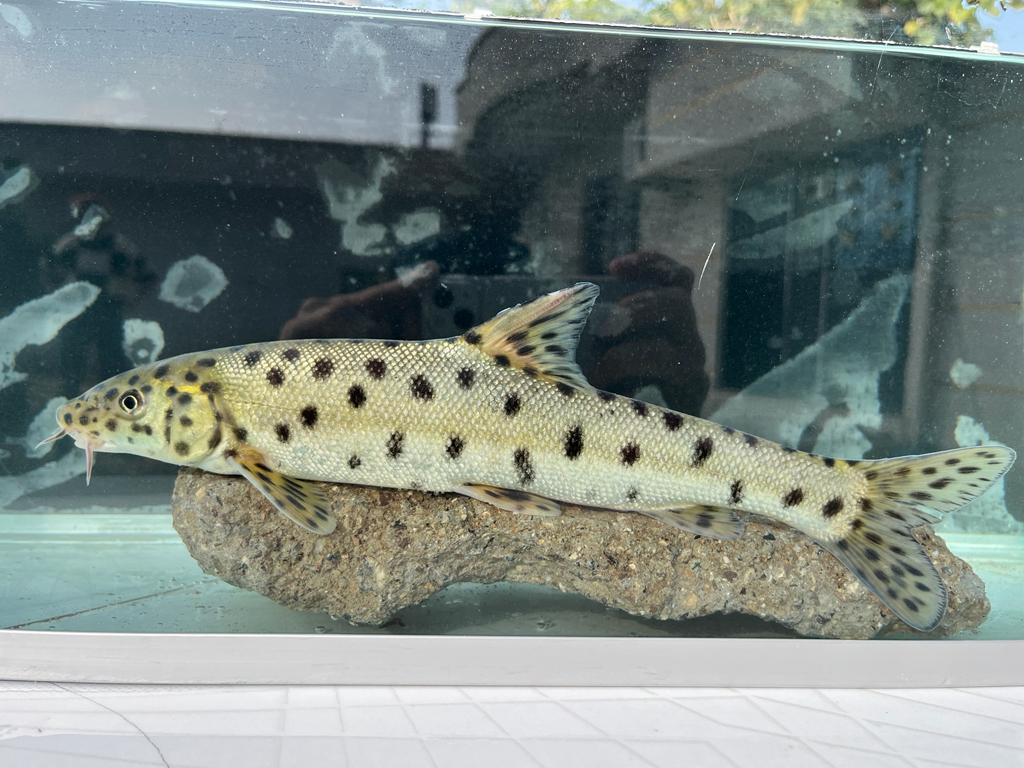 A photograph of a pale beige fish with brown spots underwater.