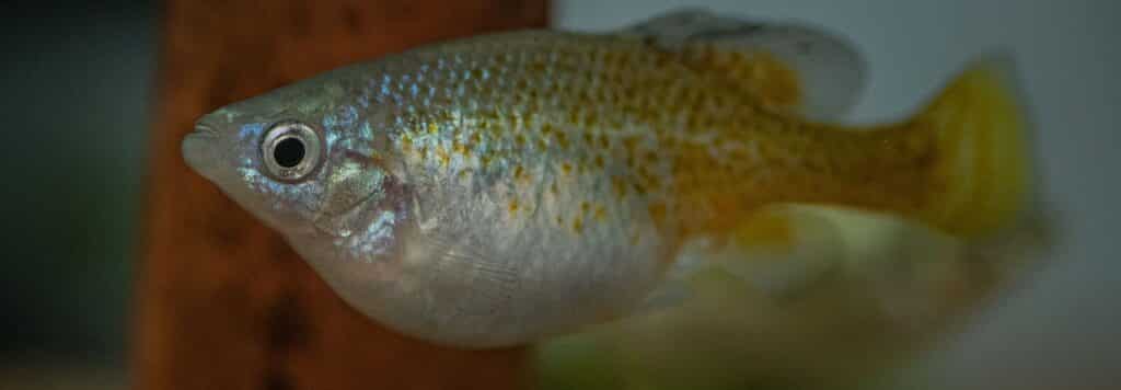 Golden-skiffia-fish-c-Chester-Zoo-15-e1667578365194-1580×549