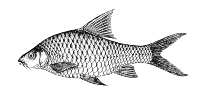 Shoal_Lost_Species_Ammanite_Barb-01-1