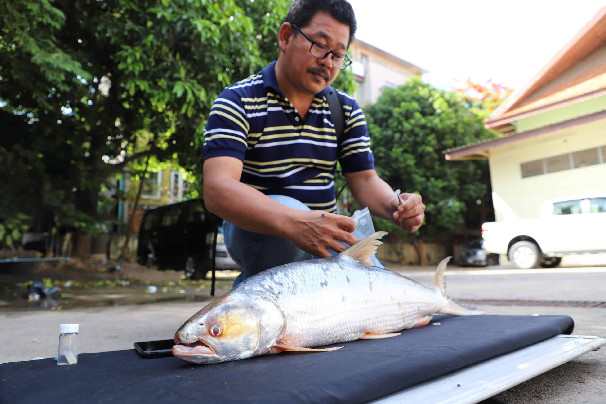 Giant Salmon Carp Aaptosyax grypus scale collection Photo Courtesy of Chhut Chheana, USAID Wonders of the Mekong