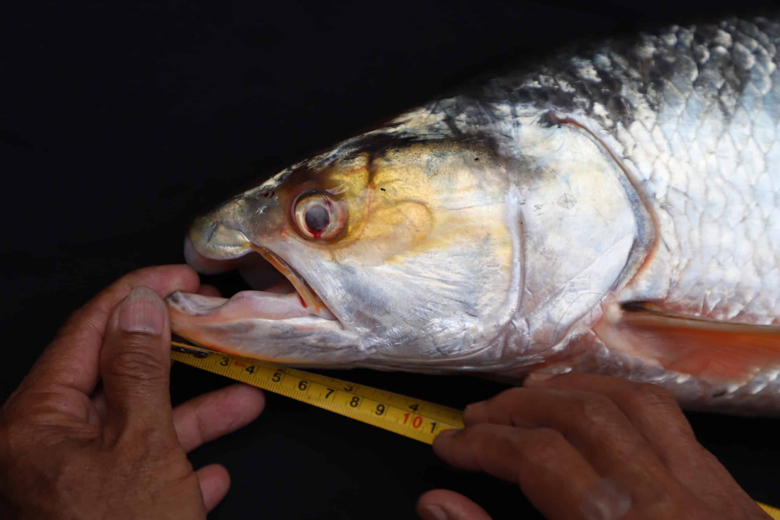 Giant Salmon Carp head Aaptosyax grypus rediscovered in Cambodia Photo Courtesy of Chhut Chheana, USAID Wonders of the Mekong