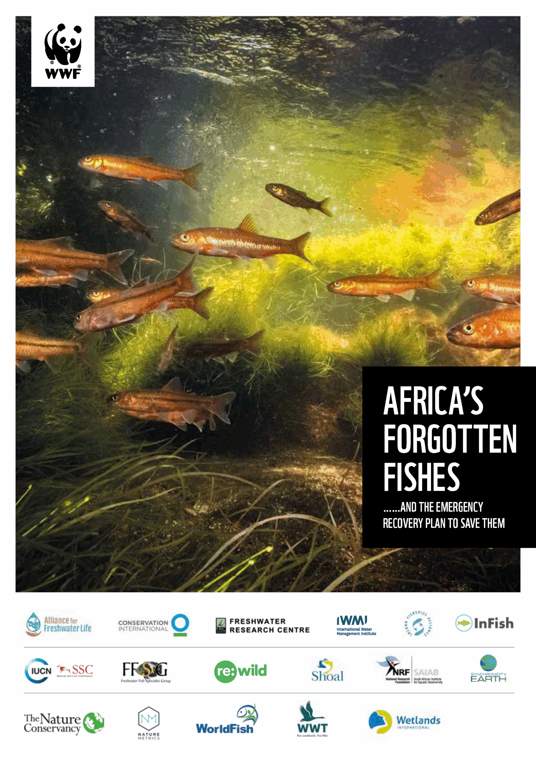 Pages from wwf_africas_forgotten-fishes_for-upload