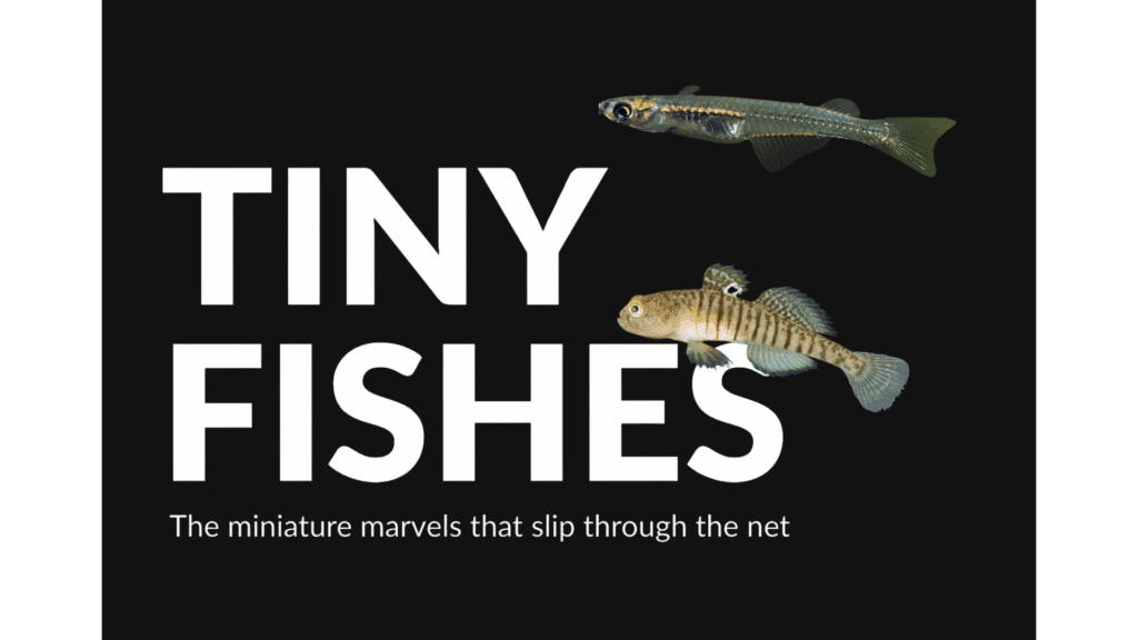 Tiny Fishes report cover